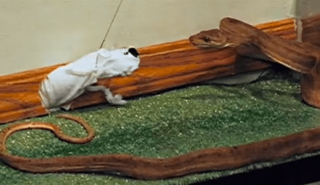 VIDEO: Last Call to Enter VERTIGOED Contest! Don’t Be a “Jackass”! (Or You’ll End Up Like This&nbsp;Guy)